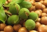 Process or Commercial Grade Macadamia Nuts (Mixed Halves, Pieces & some Whole nuts ) In 1 Kg Packs.
